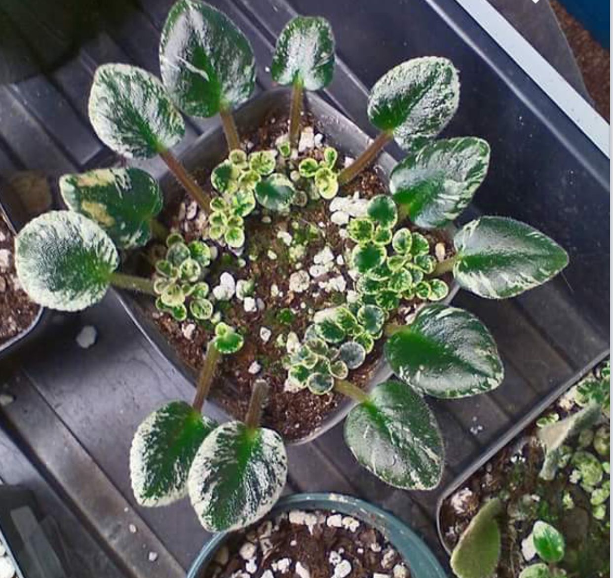 African violet care tips violets propagation proper