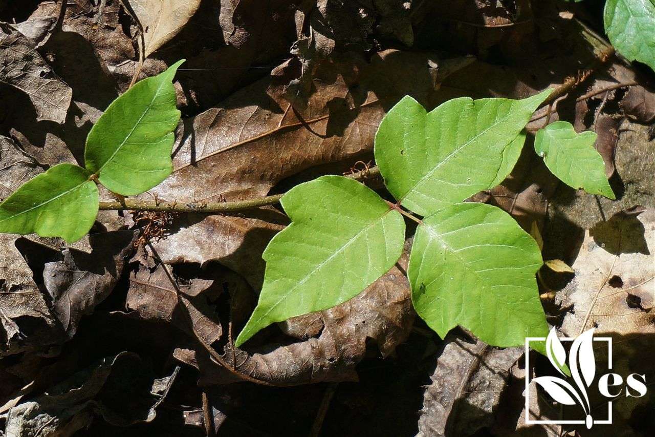 Poison rid trunk rootlets