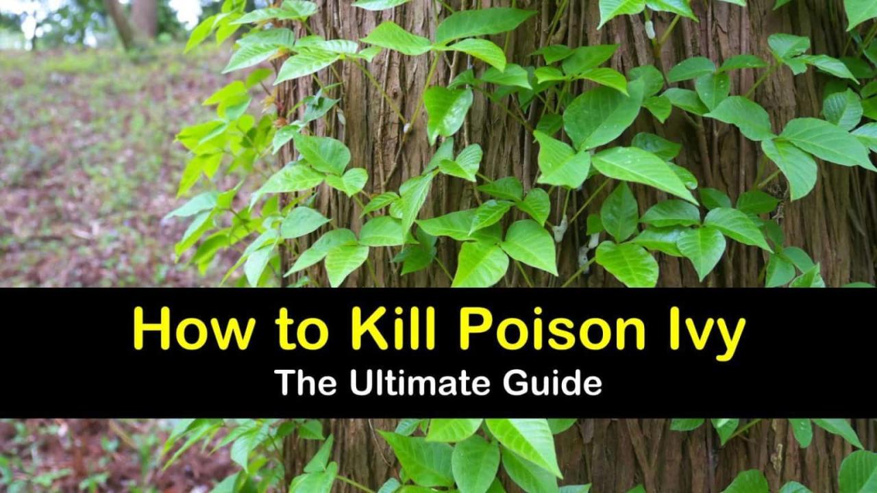 How to Control Poison Ivy Growth Near Trees Without Root Damage