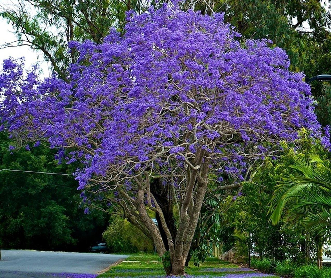 Jacaranda Trees: A Guide to Growing and Care for a Stunning Garden