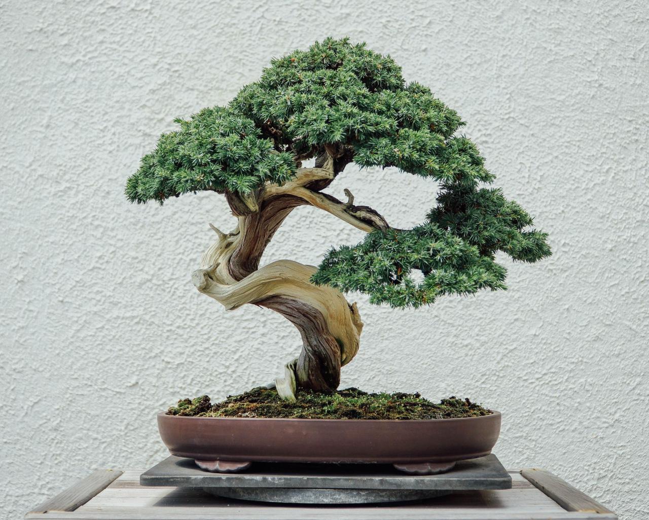 How To Care For A Bonsai: An Expert Guide