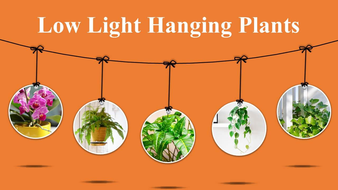 10 Hanging Plants That Thrive in Low Light