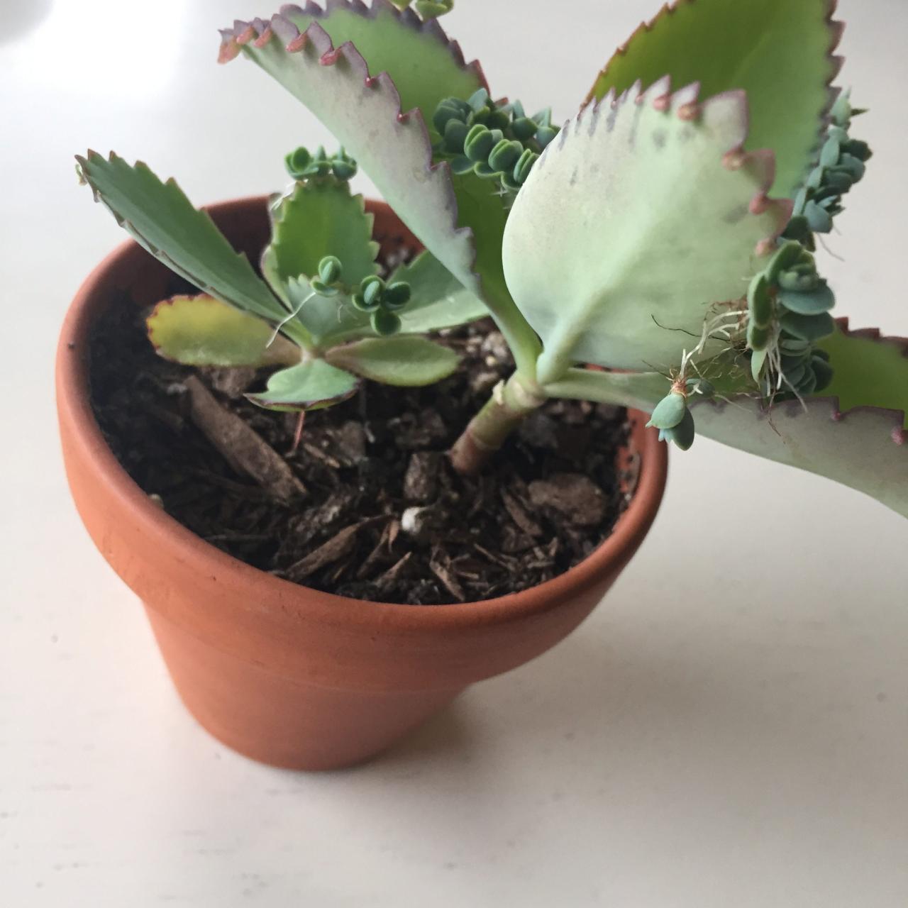 Grow Your Mother of Thousands Collection with These Propagation Tricks