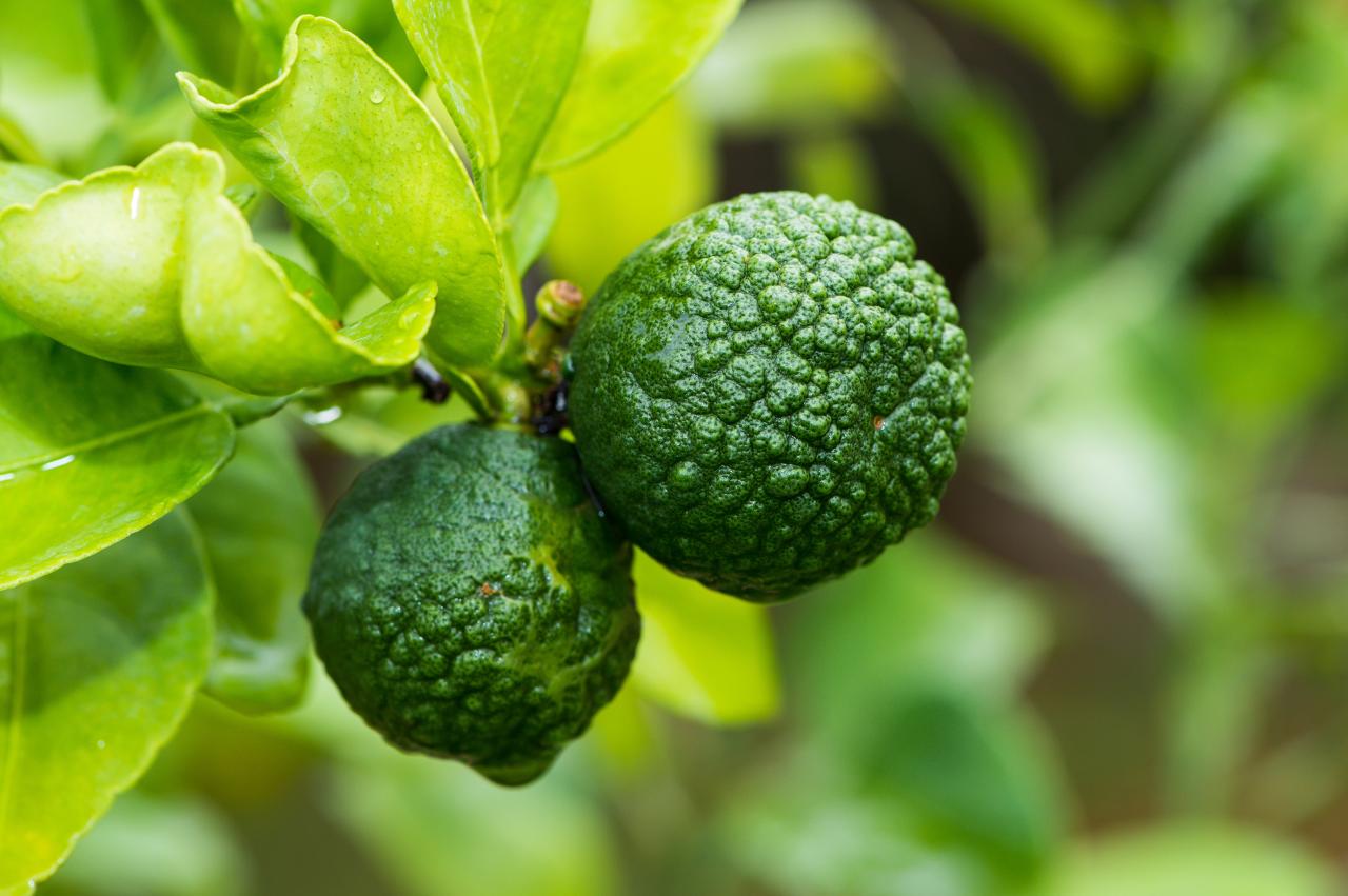 Grow, Harvest, & Cook: The Ultimate Kaffir Lime Leaf Guide