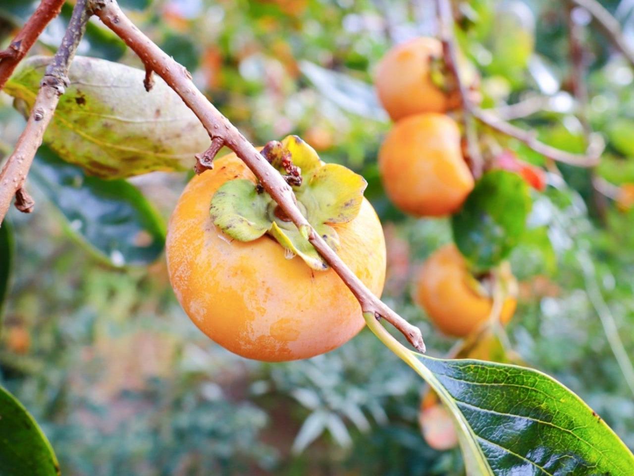 From Seed to Fruit: Cultivating Successful Persimmon Trees