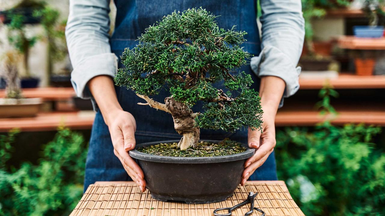 Bonsai Care Tips for Every Season