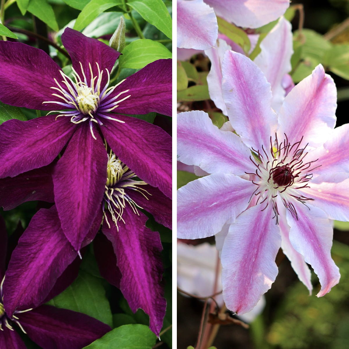 How to Successfully Expand Your Clematis Collection