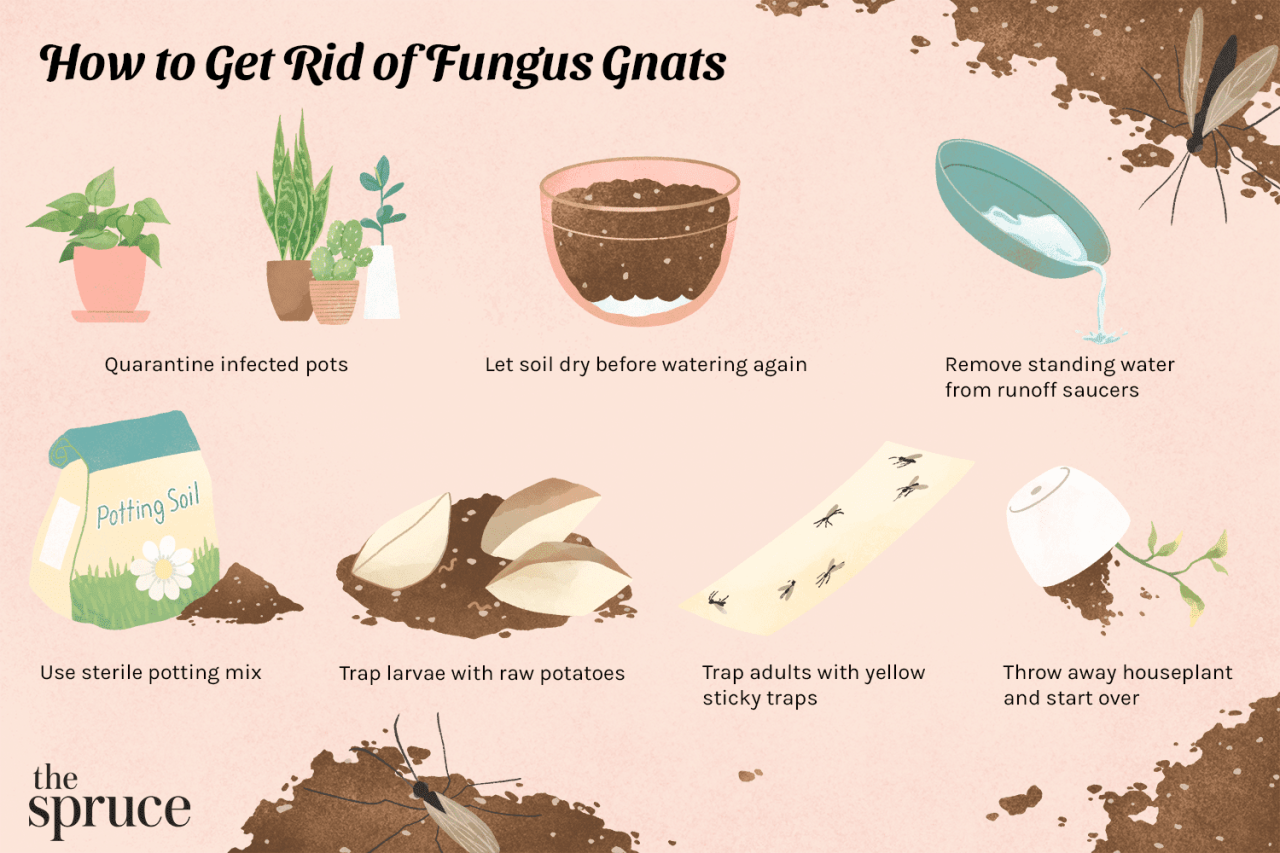 How to Deal with Gnats in Potted Plants