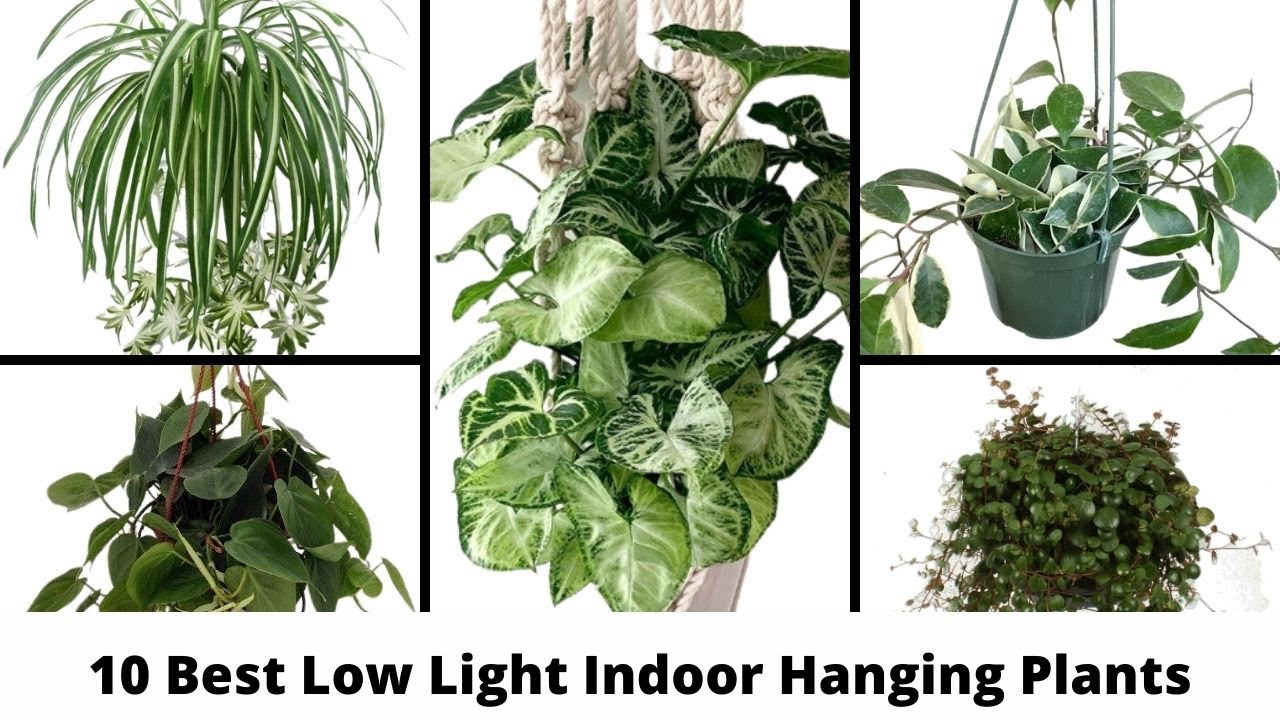 10 Hanging Plants That Thrive in Low Light