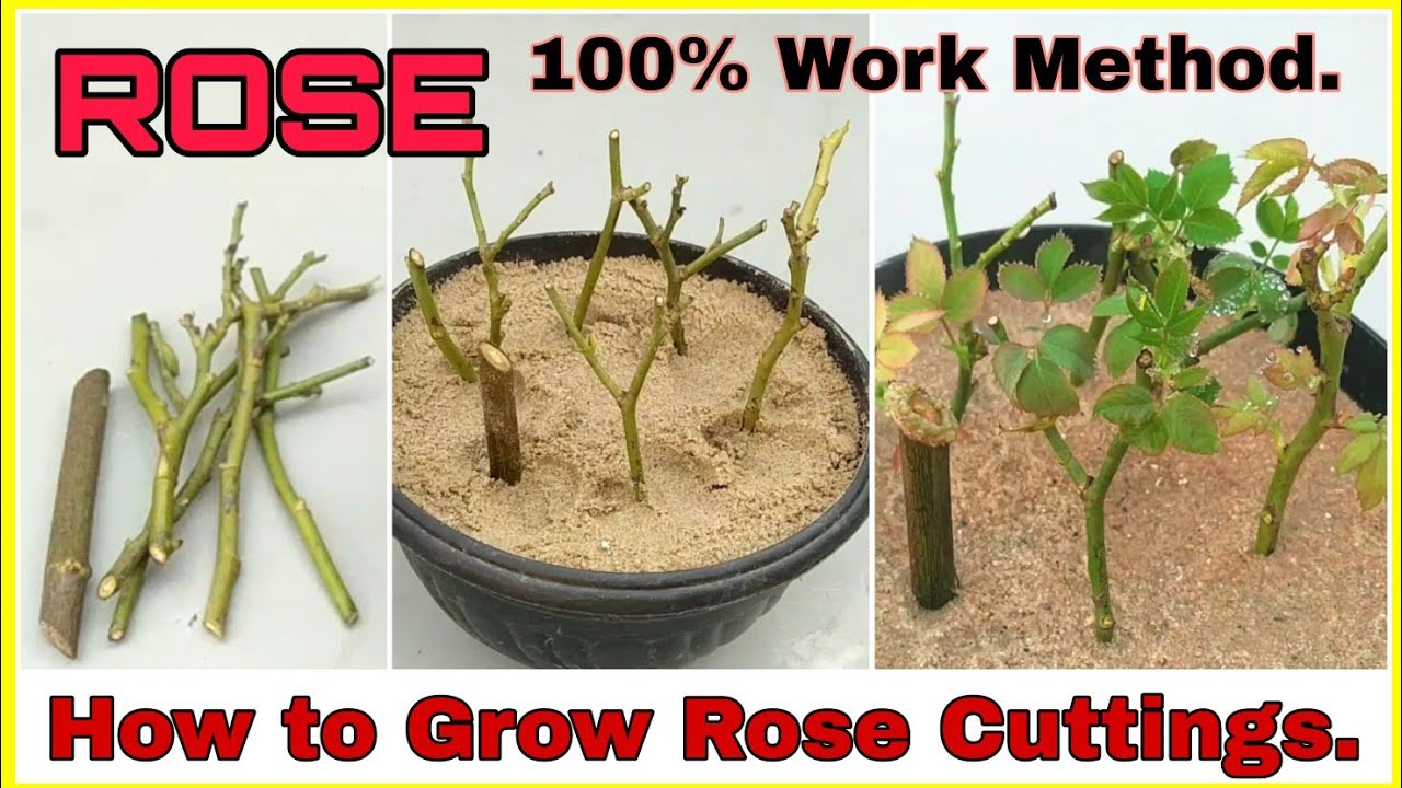 Never Buy Roses Again: How To Propagate Roses From Cuttings and Save Money!