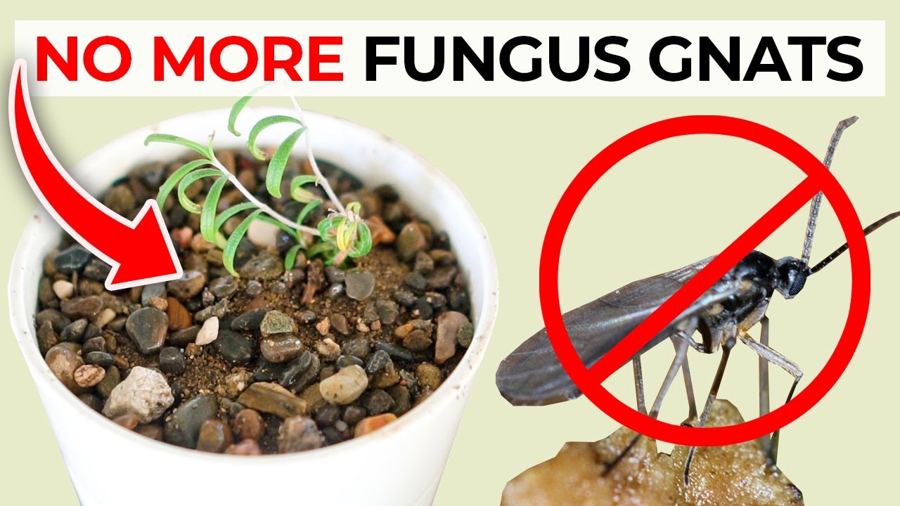 How to Deal with Gnats in Potted Plants