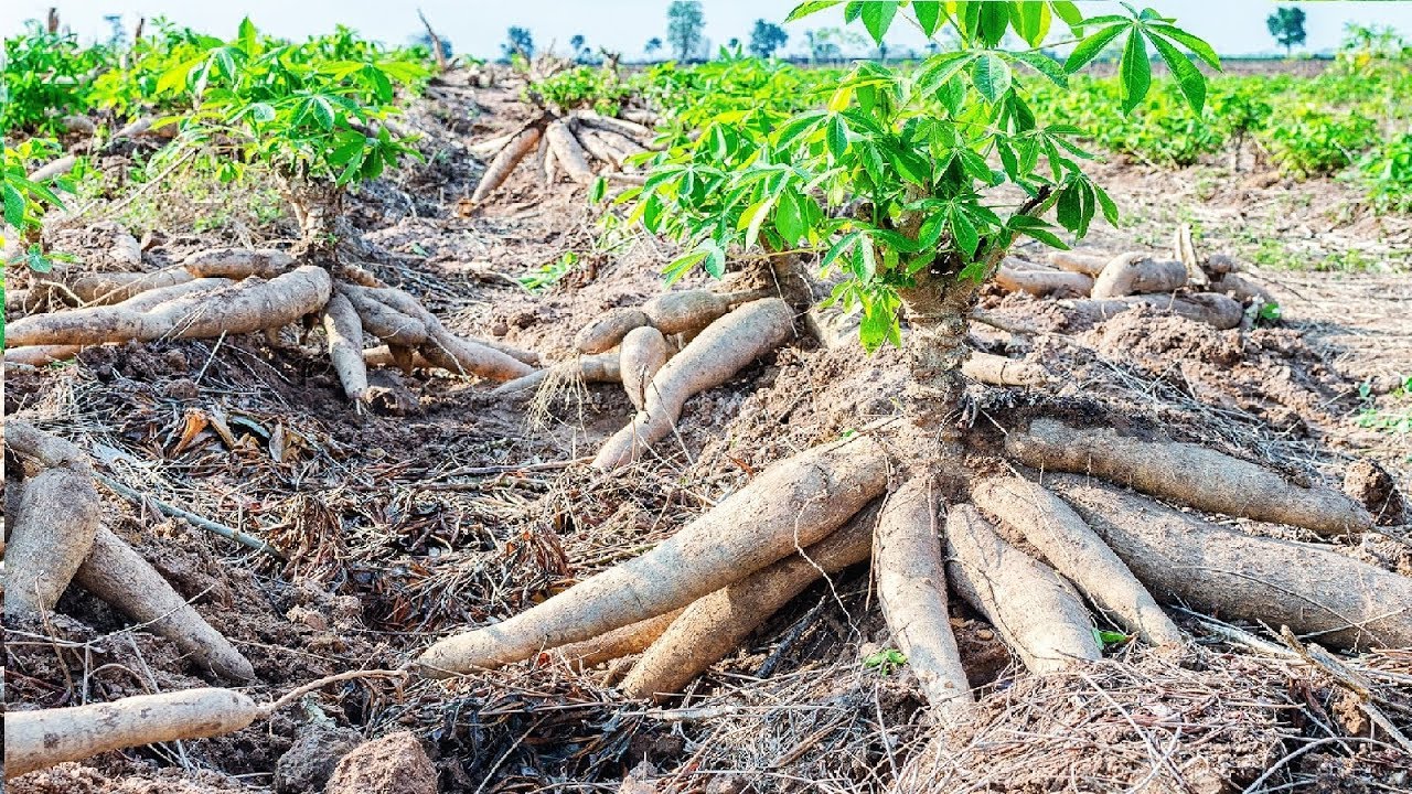 How to Achieve a Lush Cassava Leaf Harvest: Expert Tips for Thriving Plants