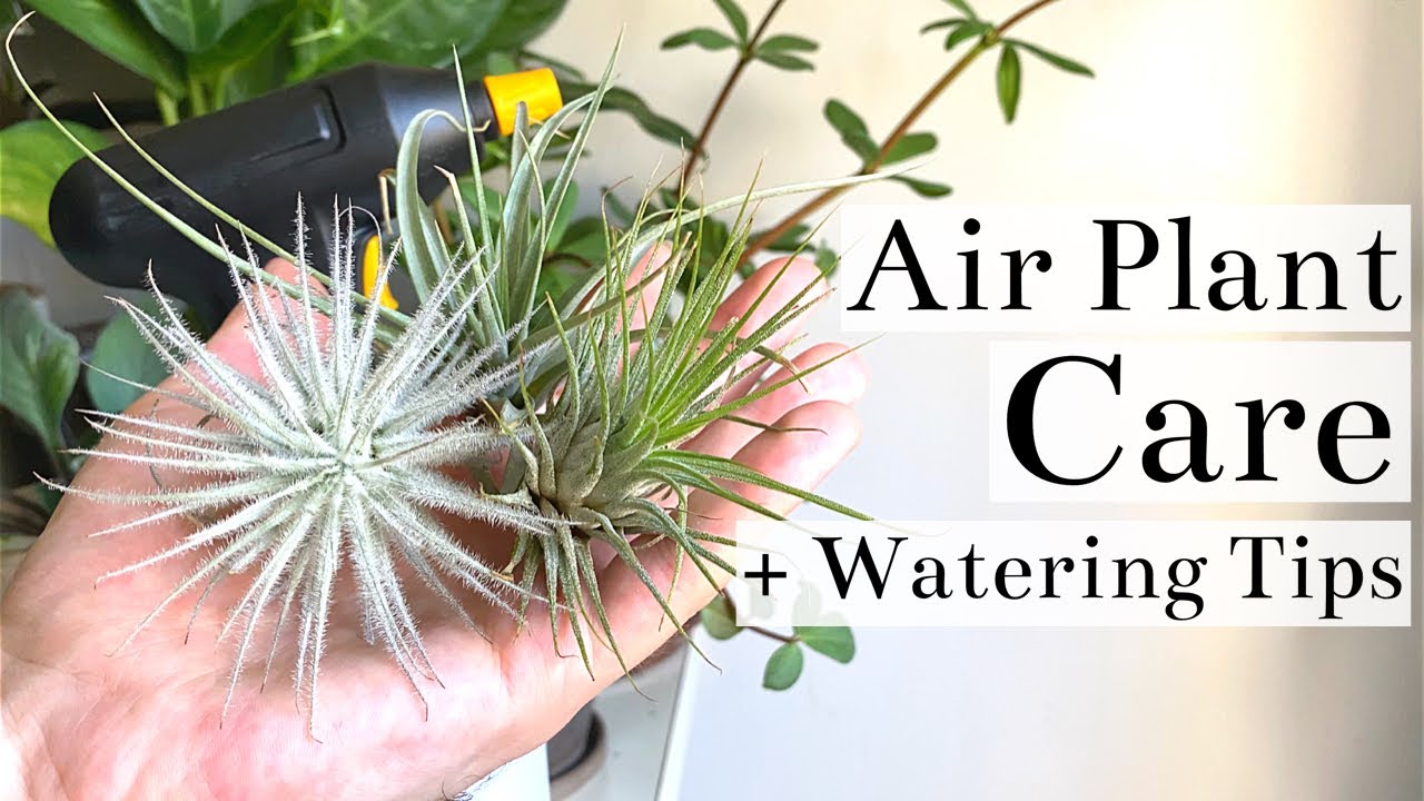 The Right Frequency for Watering Air Plants