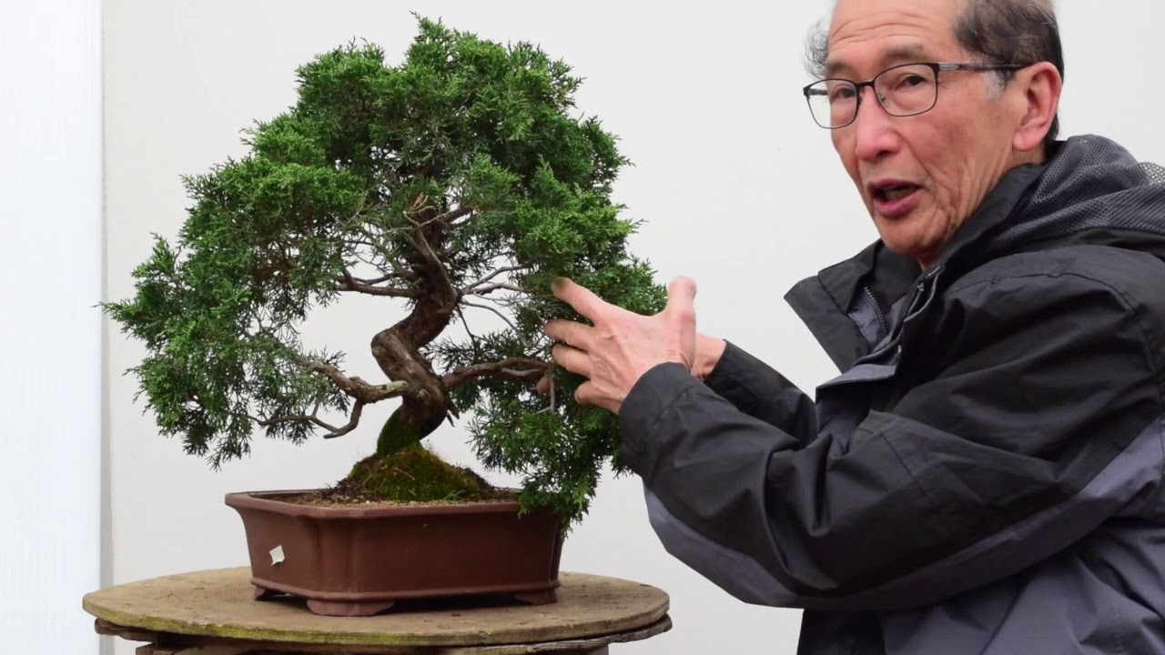 How To Shape Your Juniper Bonsai Like A Pro