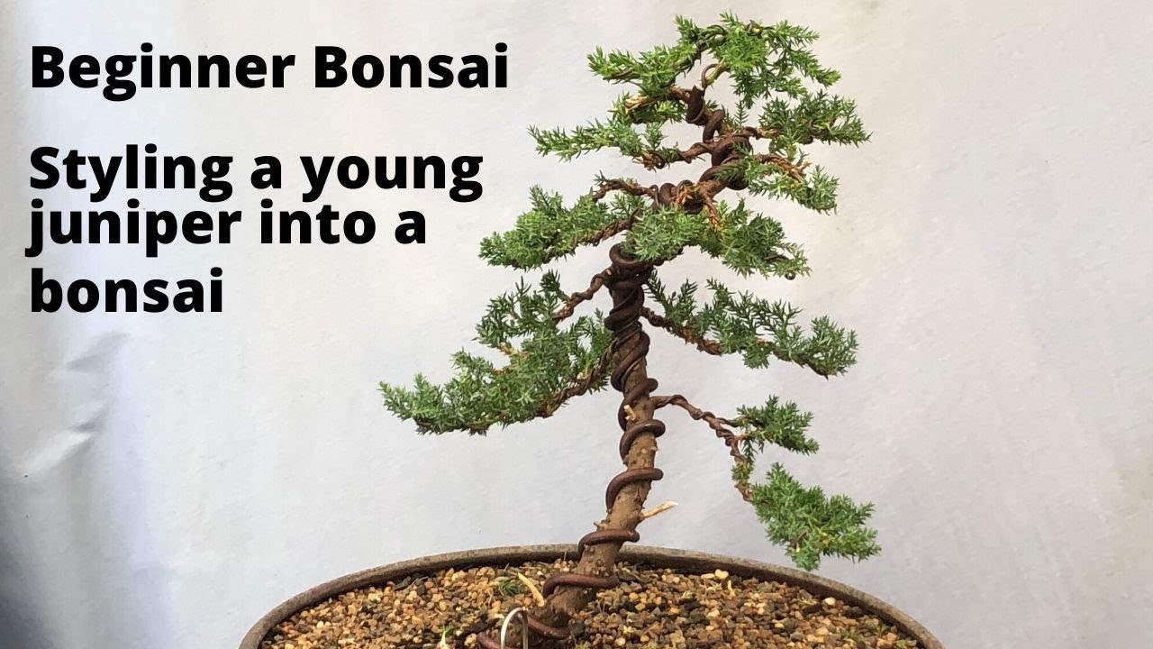 How To Shape Your Juniper Bonsai Like A Pro