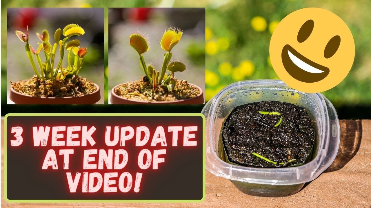 How to Clone Your Venus Fly Trap With This Simple Propagation Method