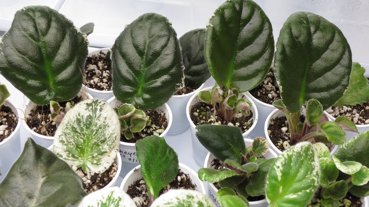 Master African Violet Propagation: Expert Secrets Revealed