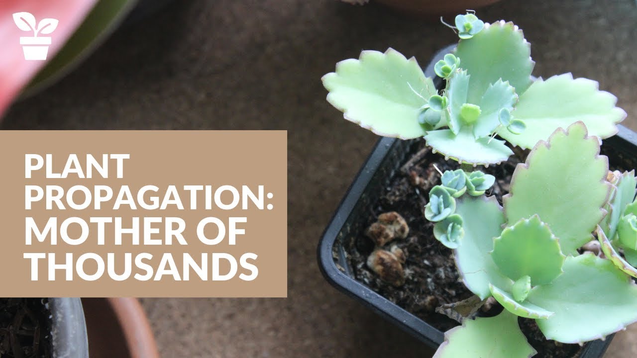 Grow Your Mother of Thousands Collection with These Propagation Tricks