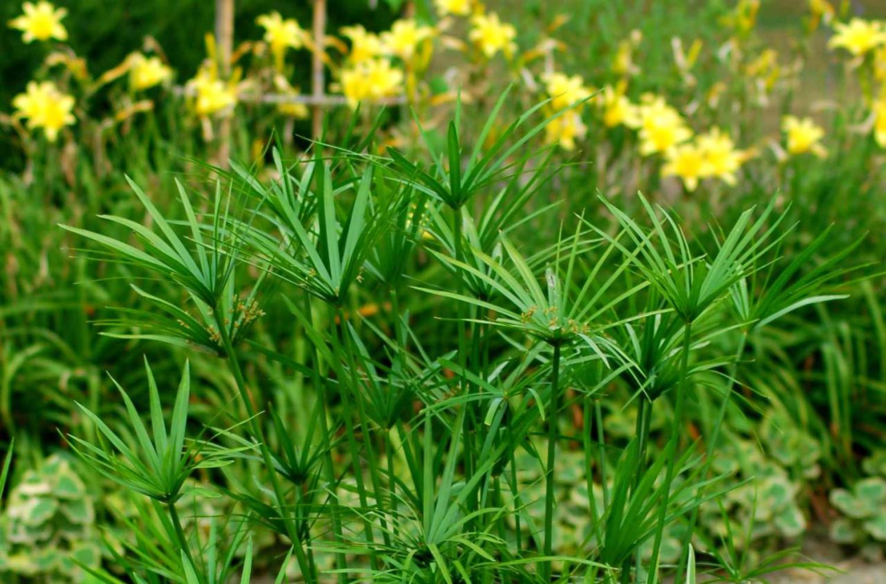 Papyrus Plant Care: A Thriving Garden Feature