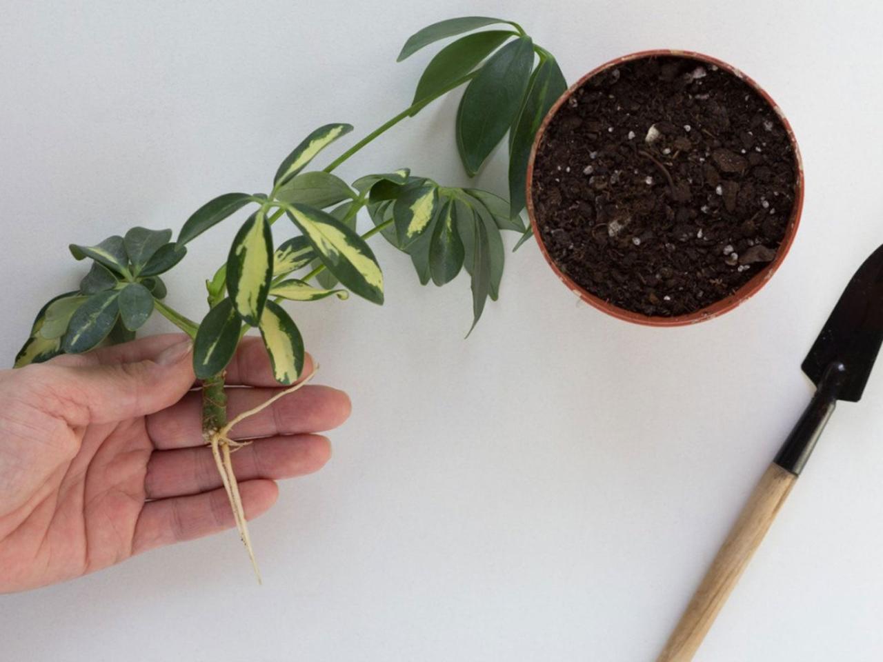 Discover the Top Tips for Propagating Schefflera Like a Pro