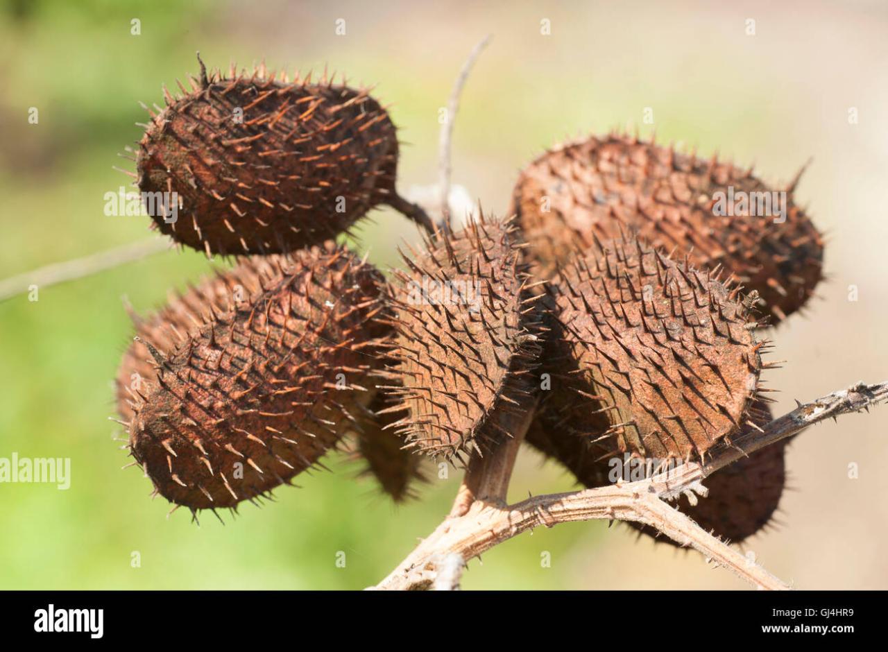 The Fascinating World of Spiky Seeds You Never Knew Existed