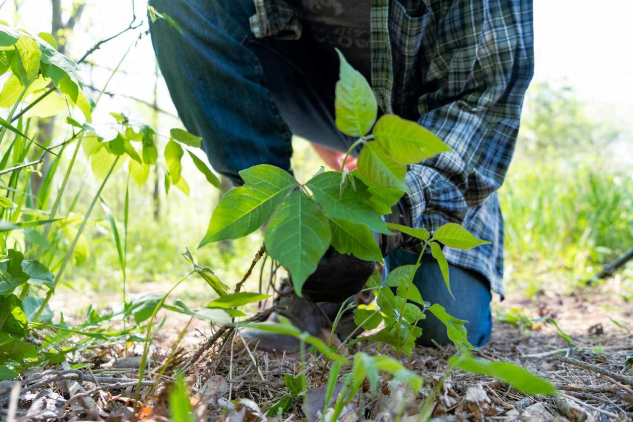 How to Control Poison Ivy Growth Near Trees Without Root Damage