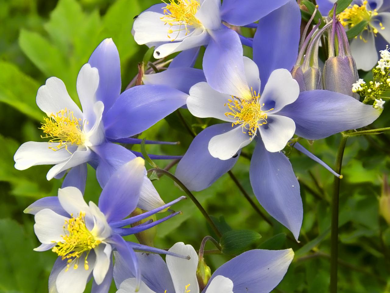 How to Make Your Columbine Plants the Star of Your Garden